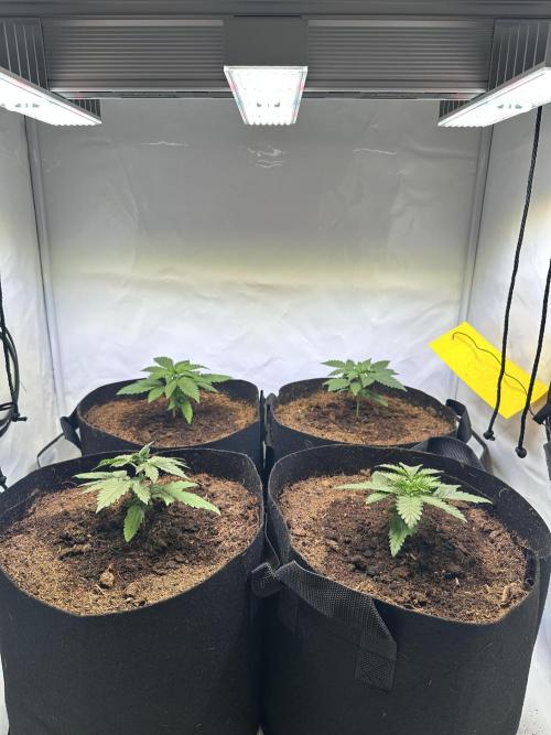 F1 Triploid Sticky Wasabi, Iced Sangria. Week 2