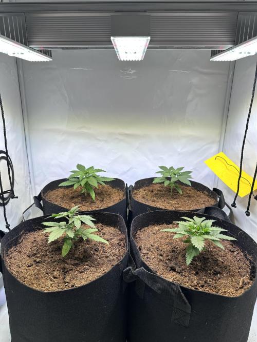 F1 Triploid Sticky Wasabi, Iced Sangria. Week 2