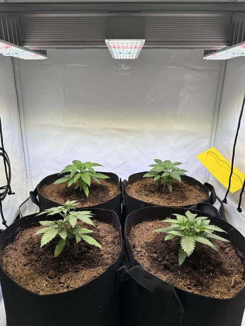 F1 Triploid Sticky Wasabi, Iced Sangria. Week 2