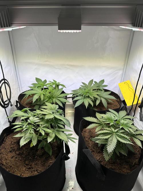 F1 Triploid Sticky Wasabi, Iced Sangria. Week 3