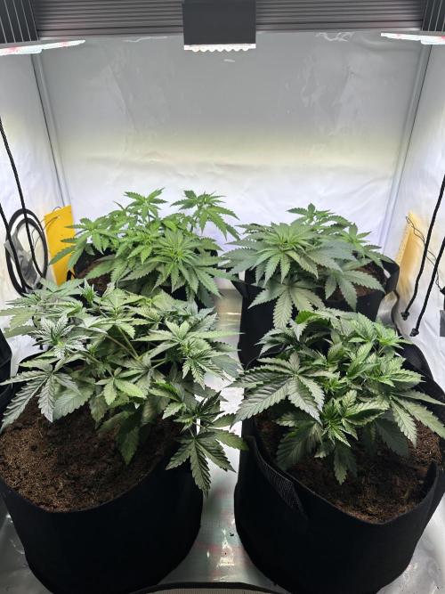 F1 Triploid Sticky Wasabi, Iced Sangria. Week 3