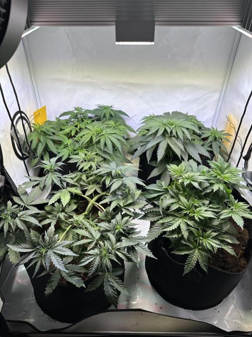 F1 Triploid Sticky Wasabi, Iced Sangria. Week 4