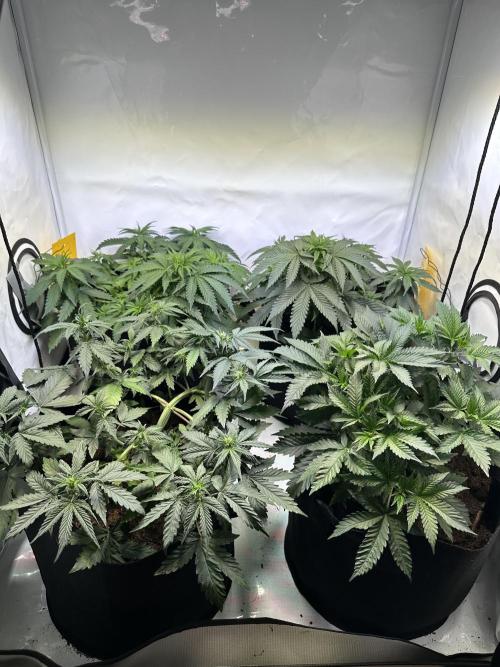 F1 Triploid Sticky Wasabi, Iced Sangria. Week 4