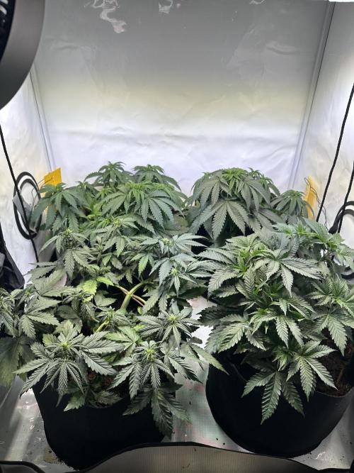 F1 Triploid Sticky Wasabi, Iced Sangria. Week 4