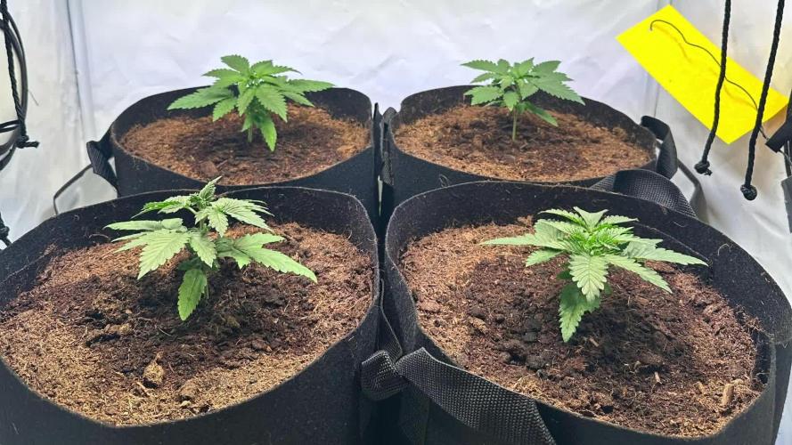 F1 Triploid Sticky Wasabi, Iced Sangria