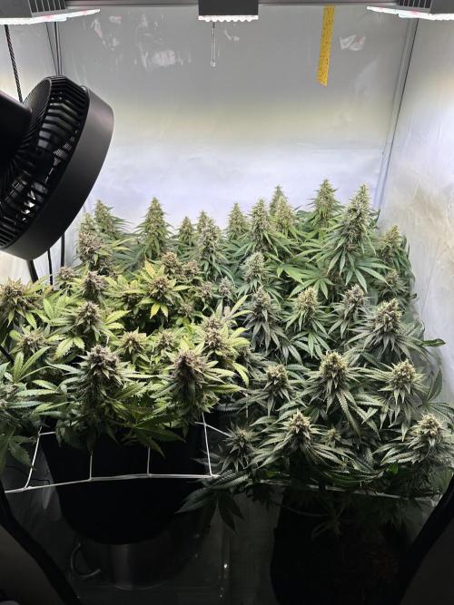 F1 Triploid Sticky Wasabi, Iced Sangria. Week 13