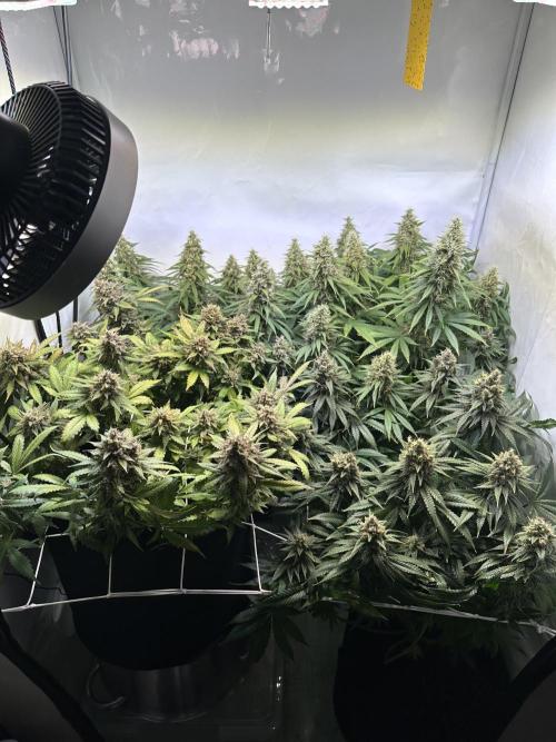 F1 Triploid Sticky Wasabi, Iced Sangria. Week 13