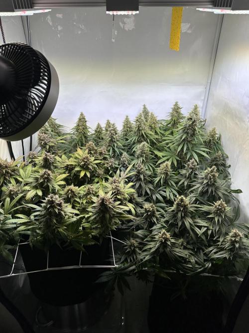 F1 Triploid Sticky Wasabi, Iced Sangria. Week 13