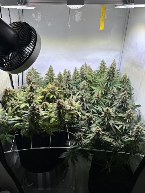 F1 Triploid Sticky Wasabi, Iced Sangria. Week 13