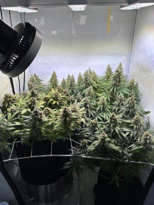 F1 Triploid Sticky Wasabi, Iced Sangria. Week 13