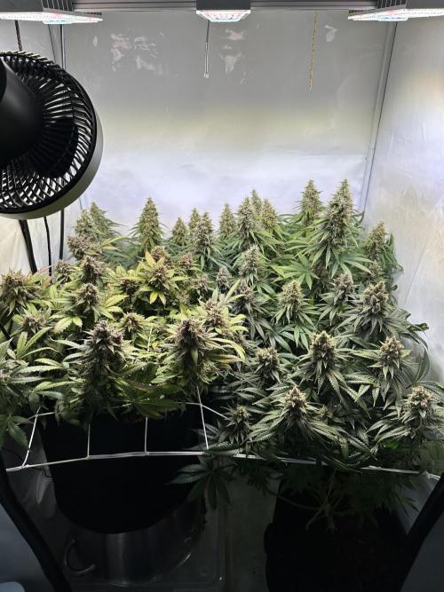 F1 Triploid Sticky Wasabi, Iced Sangria. Week 13