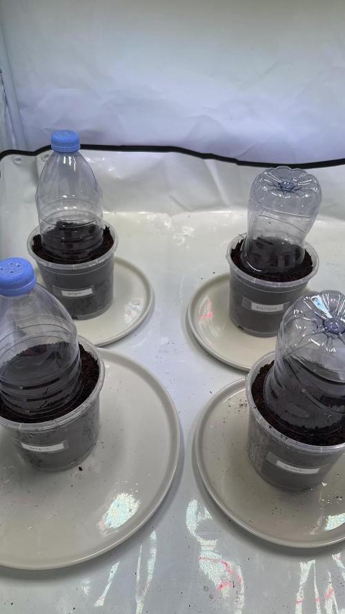 F1 Triploid Sticky Wasabi, Iced Sangria