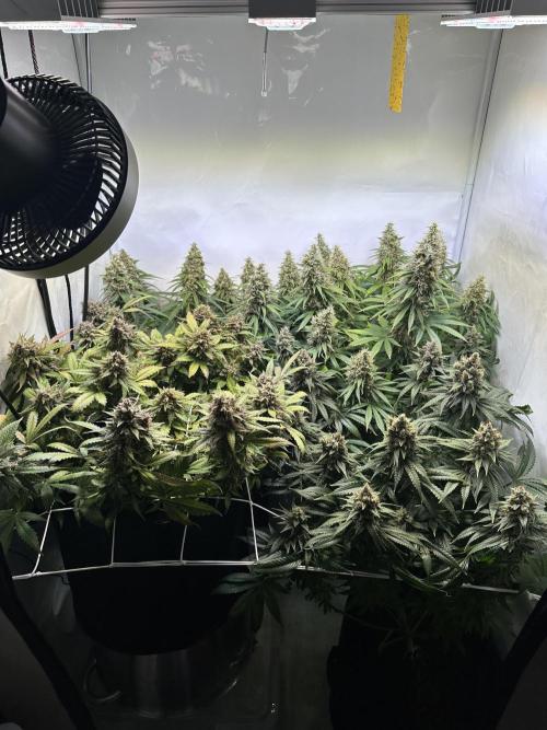 F1 Triploid Sticky Wasabi, Iced Sangria. Week 14