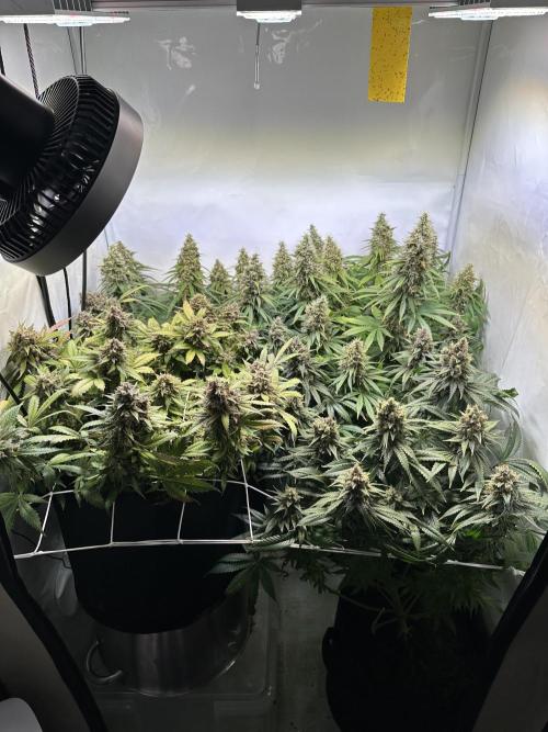 F1 Triploid Sticky Wasabi, Iced Sangria. Week 14