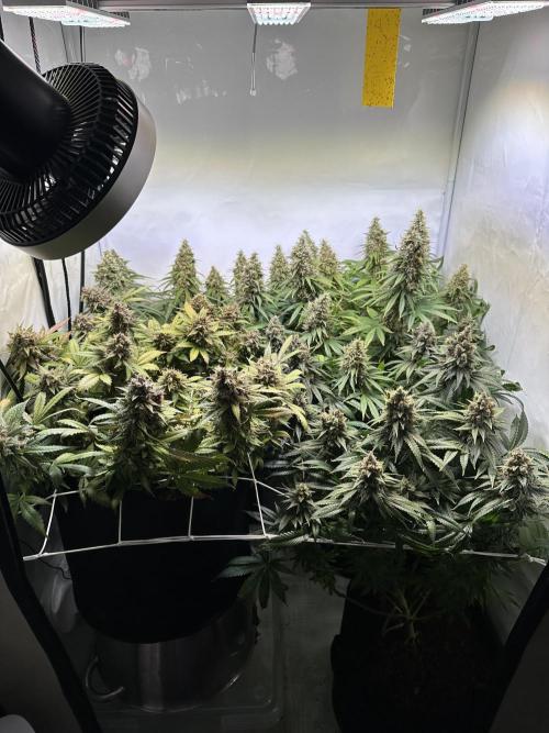 F1 Triploid Sticky Wasabi, Iced Sangria. Week 14