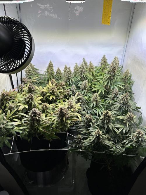 F1 Triploid Sticky Wasabi, Iced Sangria. Week 14