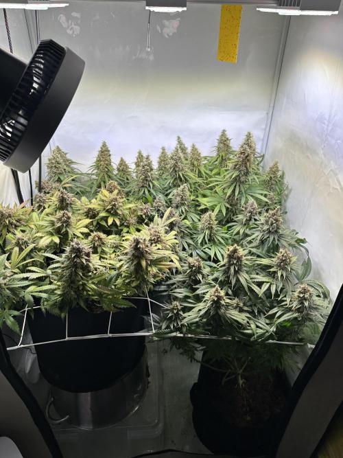 F1 Triploid Sticky Wasabi, Iced Sangria. Week 14