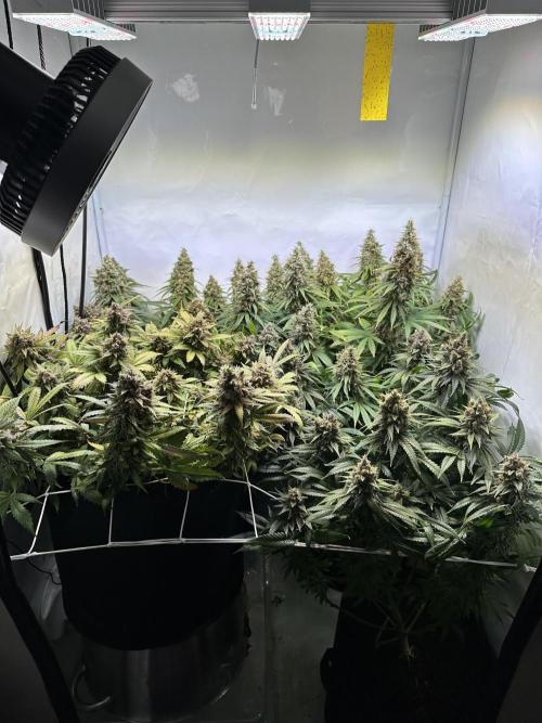 F1 Triploid Sticky Wasabi, Iced Sangria. Week 14