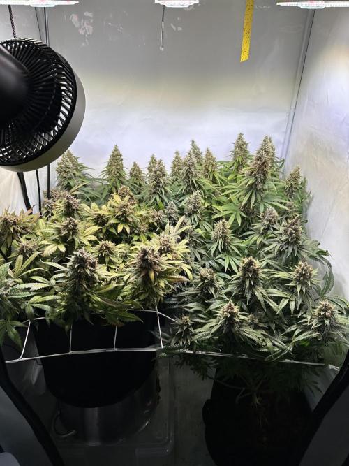 F1 Triploid Sticky Wasabi, Iced Sangria. Week 14