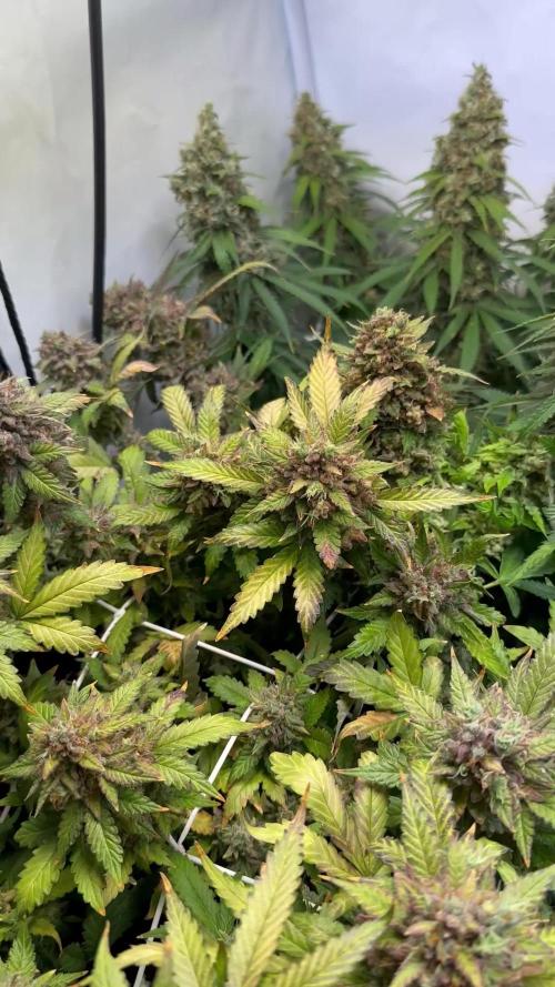 F1 Triploid Sticky Wasabi, Iced Sangria