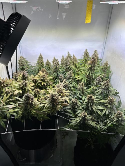 F1 Triploid Sticky Wasabi, Iced Sangria. Week 15