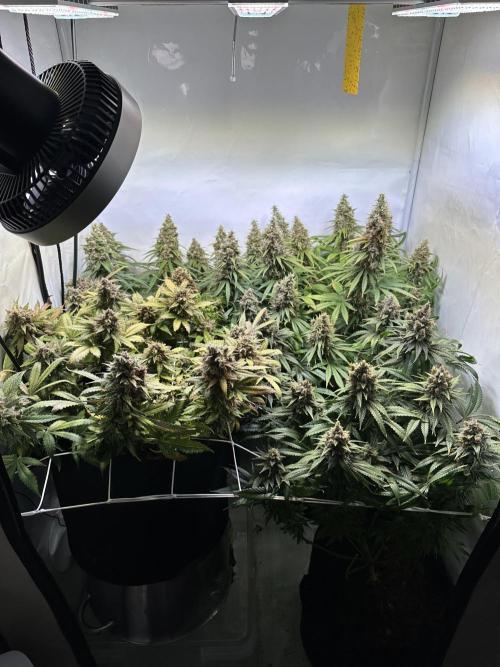 F1 Triploid Sticky Wasabi, Iced Sangria. Week 15