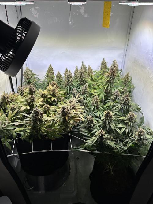 F1 Triploid Sticky Wasabi, Iced Sangria. Week 15