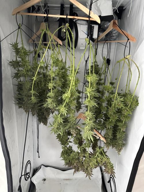 F1 Triploid Sticky Wasabi, Iced Sangria. Week 15