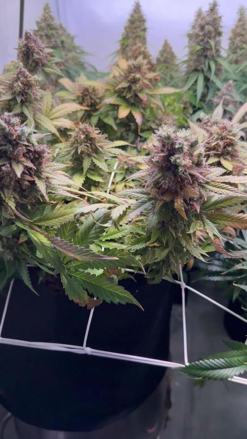 F1 Triploid Sticky Wasabi, Iced Sangria