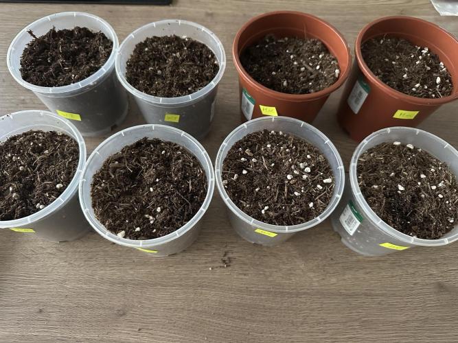 The Limited Edition Run. Week 0