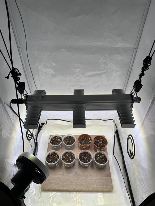 The Limited Edition Run. Week 0