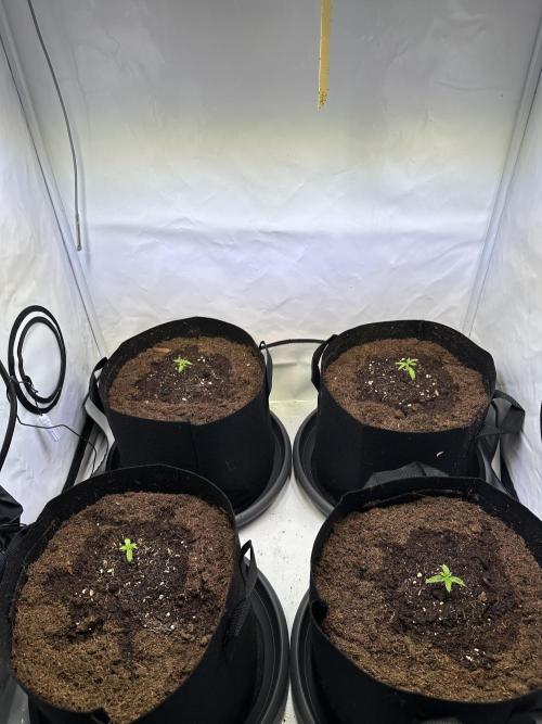 The Limited Edition Run. Week 4