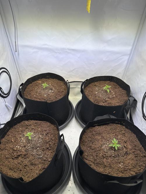 The Limited Edition Run. Week 4