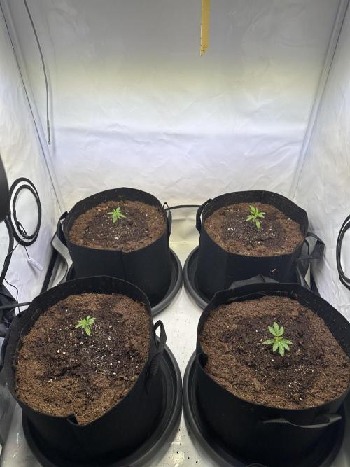The Limited Edition Run. Week 4