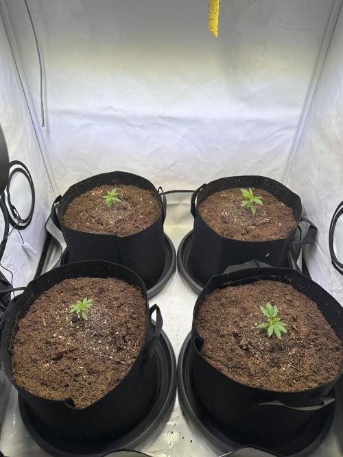 The Limited Edition Run. Week 4