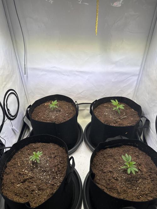The Limited Edition Run. Week 4