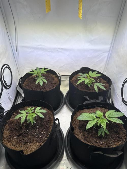 The Limited Edition Run. Week 5