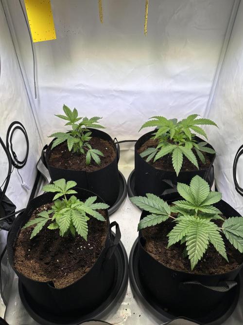The Limited Edition Run. Week 5