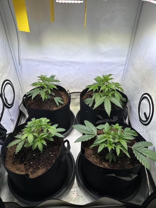 The Limited Edition Run. Week 5