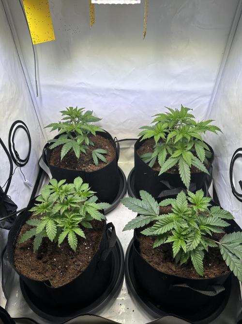 The Limited Edition Run. Week 5