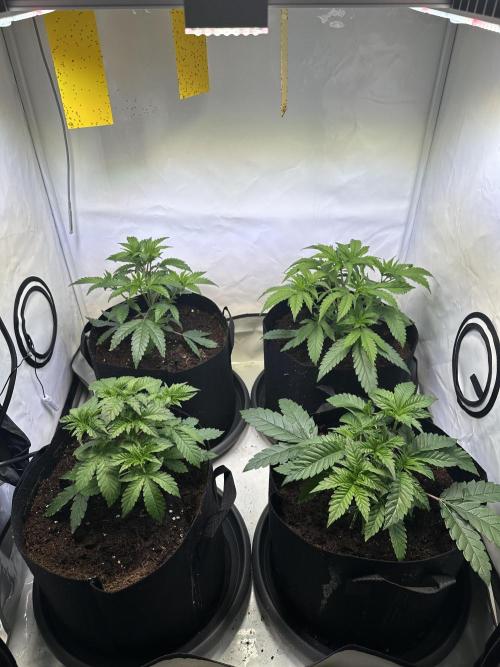 The Limited Edition Run. Week 6