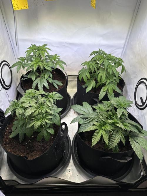 The Limited Edition Run. Week 6