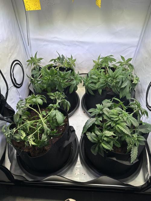The Limited Edition Run. Week 6