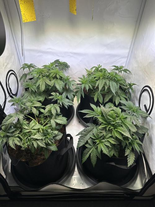 The Limited Edition Run. Week 7