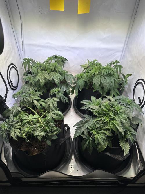 The Limited Edition Run. Week 7