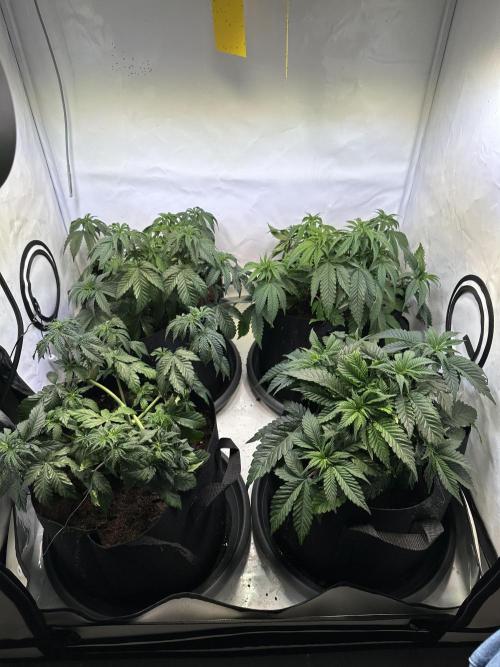 The Limited Edition Run. Week 7
