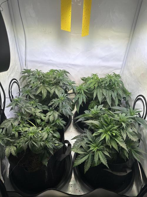 The Limited Edition Run. Week 7