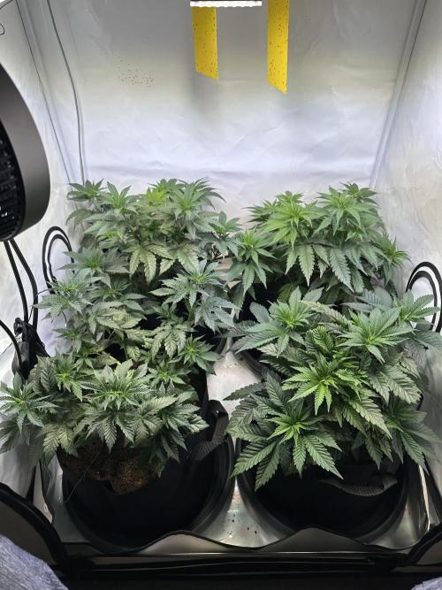 The Limited Edition Run. Week 7