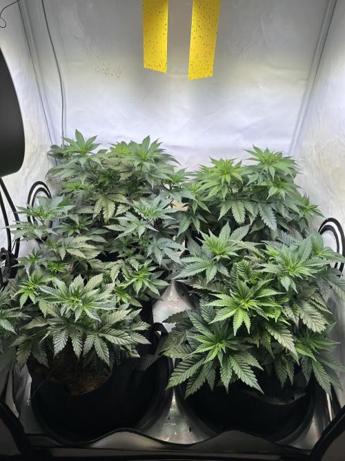 The Limited Edition Run. Week 7