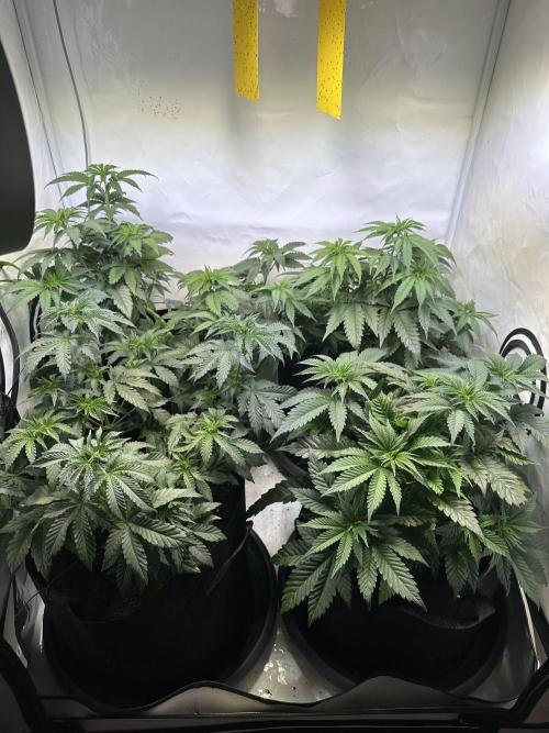 The Limited Edition Run. Week 8